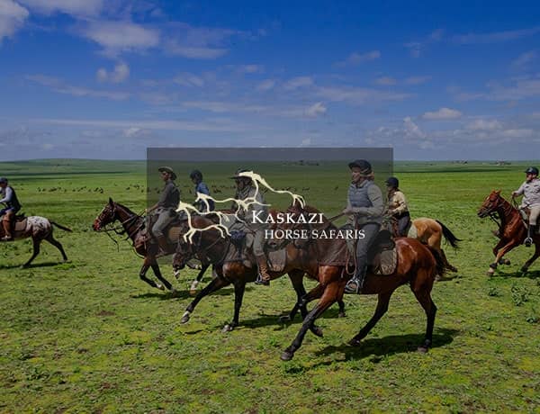 Kaskazi horse safari | Web Design & Development